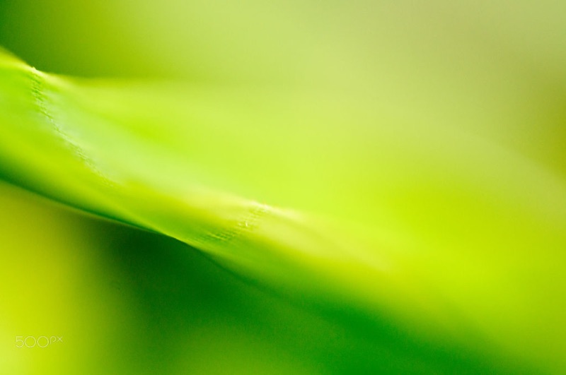 A soft-focus close-up of a bright green bamboo leaf.