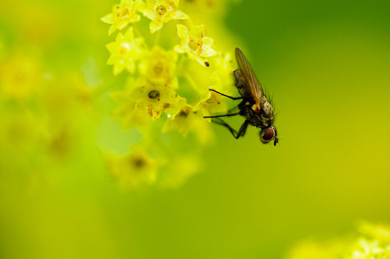 A fly clings to small yellow flowers against a soft green background.